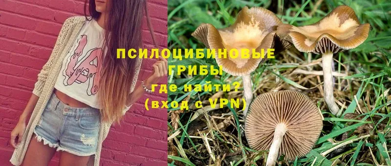 даркнет сайт  Баймак  Псилоцибиновые грибы MAGIC MUSHROOMS 